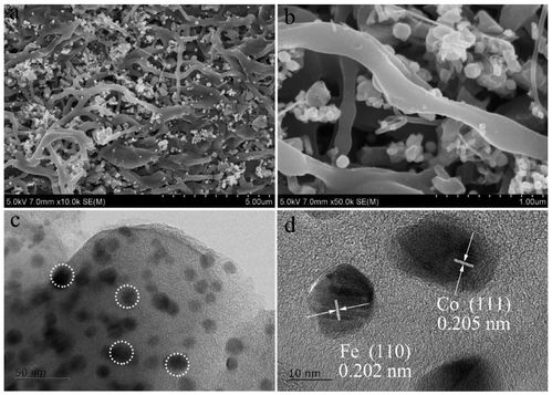 co-fe-cnfs催化劑在硫酸根自由基氧化技術(shù)及人體干細胞技術(shù)開發(fā)與應(yīng)用中的前沿進展