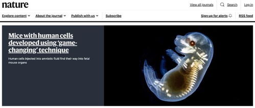 類器官技術(shù)新突破 華人學(xué)者利用人體干細胞在小鼠體內(nèi)培育人類細胞