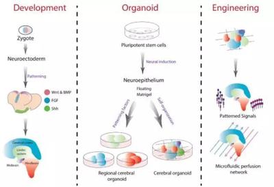 構建干細胞類器官 人體干細胞技術開發與應用的革新前沿